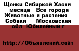 Щенки Сибиркой Хаски 2 месяца - Все города Животные и растения » Собаки   . Московская обл.,Юбилейный г.
